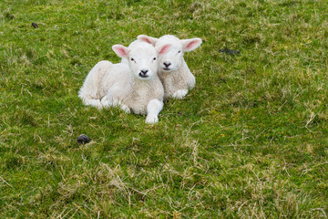 Obraz premium Lammzwillinge