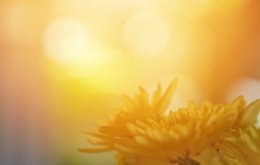 group of beautiful yellow flowers in bright light, selective focus, orange tone