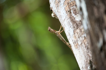 Close up : Draco flying lizard on tree in nature