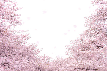 Fototapeta premium 桜