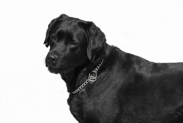 Black lab isolated on white