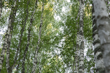 Obraz premium Summer Birch Forest