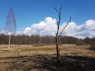 Polana leśna © michalsen