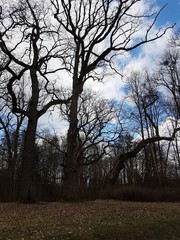 Drzewa © michalsen