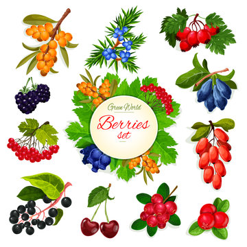 Vector icons set of berries and wildberry fruits