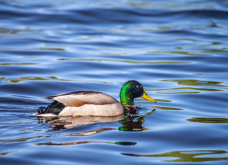 Birds and animals in wildlife. Amazing mallard ducks animal on water under sunlight view.