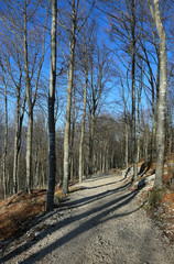 Obraz premium wide path in the woods in winter with the trees