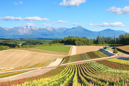 Flower garden in Kamifurano, with mountain view in Furano, Hokkaido Japan