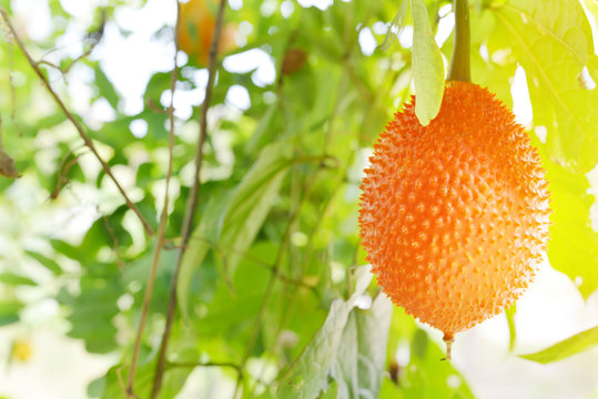 Gac fruit is ripe on the tree. Gac is high in anti-oxidants.