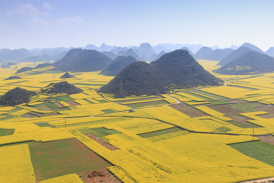 Rapeseed flowers of Luoping in Yunnan China