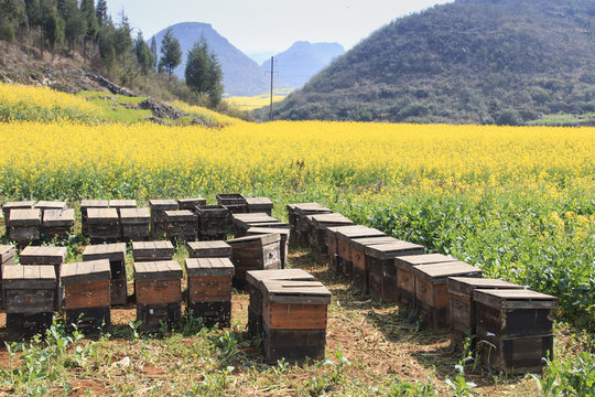 Beehive among rapeseeds flowers fields in Luoping, Yunnan - China