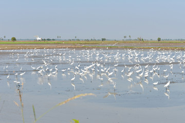 Egret feeding fish in rice fields.