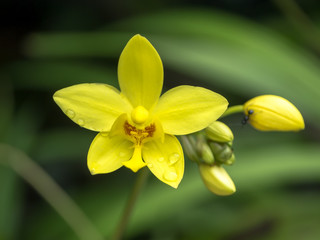 Ground orchids flower