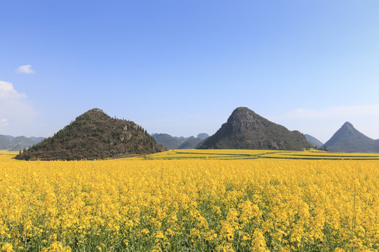 Rapeseed flowers of Luoping in Yunnan China