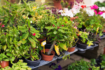 Different potted plants and seedlings near the florist shop entrance