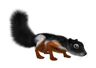 3D Rendering Prevost Squirrel on White