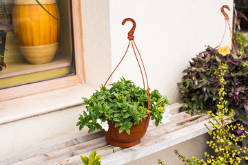 Different potted plants and seedlings outdoor