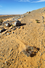  old fossil in  the desert  bush  rock  stone sky