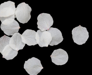 White petals of flowers on a black background