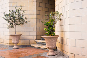 Green potted plants In front of the building entrance.