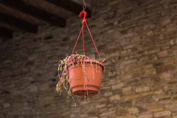 Fototapeta na wymiar Hanging basket plant