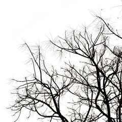 tree branch silhouette