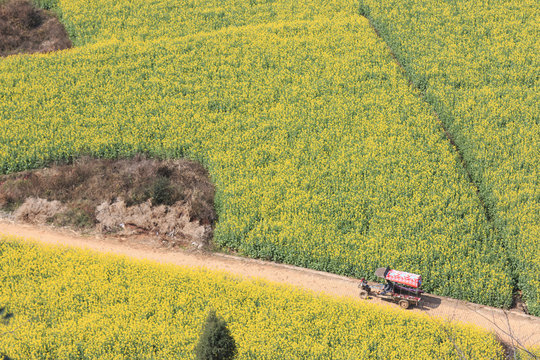Rapeseed flowers of Luoping in Yunnan China