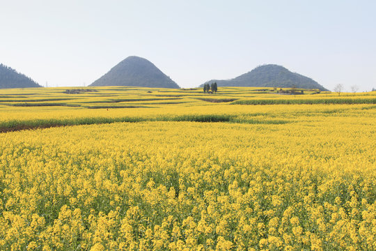 Rapeseed flowers of Luoping in Yunnan China
