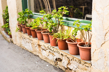 Different potted plants and seedlings near the florist shop entrance