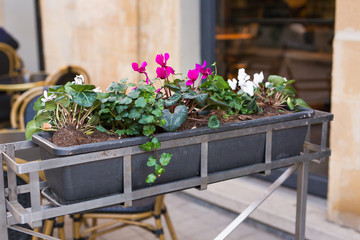 Different potted plants and seedlings near the florist shop entrance