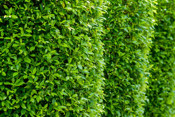 Banyan leaves green wall background