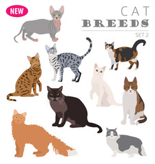 Cat breeds icon set flat style isolated on white. Create own infographic about pets