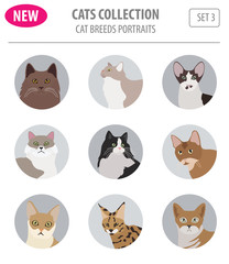 Cat breeds icon set flat style isolated on white. Create own infographic about pets