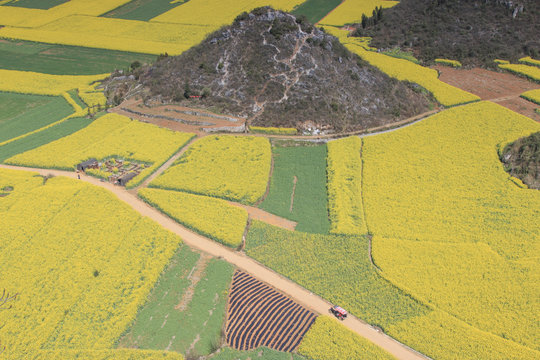 Rapeseed flowers of Luoping in Yunnan, China