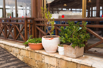 Different potted plants and seedlings outdoor