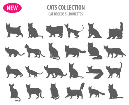 Cat breeds icon set flat style isolated on white. Create own infographic about pets