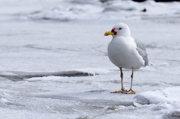European herring seagull