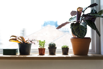 Plant Small Houseplant Nature Decoration