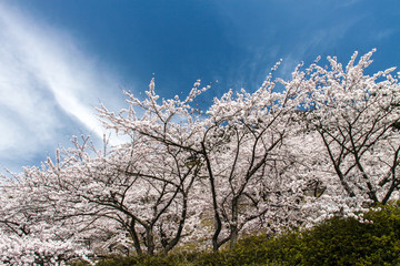 Naklejka premium 海津大崎の桜
