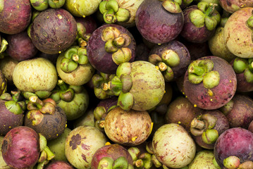 Fresh Mangosteen from tree for delivered to the market. Thailand.