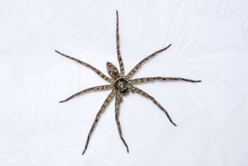 House spider