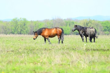Obraz na płótnie Canvas Horses on farm