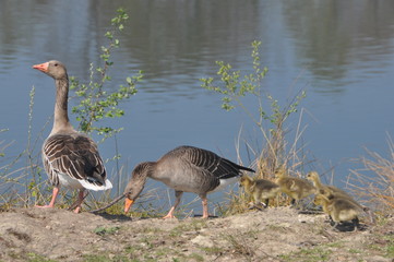 Wildgänse am See