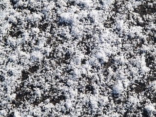 芝生に降り積もった雪