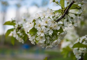 Blooming cherry tree