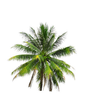 Coconut tree on white background