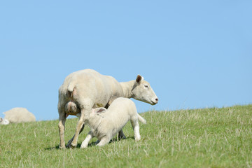 Obraz premium Sheep suckling lamb on pasture