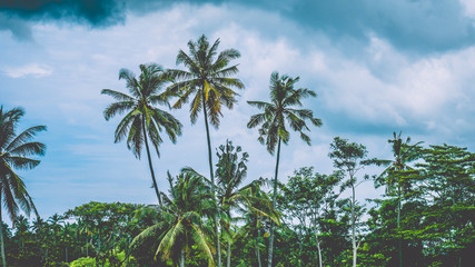 Fototapeta na wymiar Tops of Coconut Palm Trees near Rice tarrace on cloudly sky ,Sidemen. Bali, Indonesia