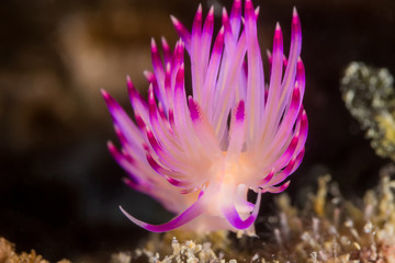 Fototapeta na wymiar Flabellina rubrolineata Nudibranch, Sea Slug