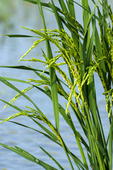 rice plant in rice field